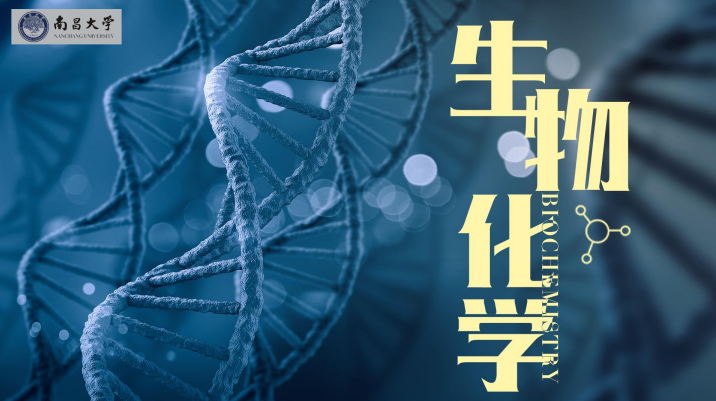 生物化学期末考试答案题库2024秋