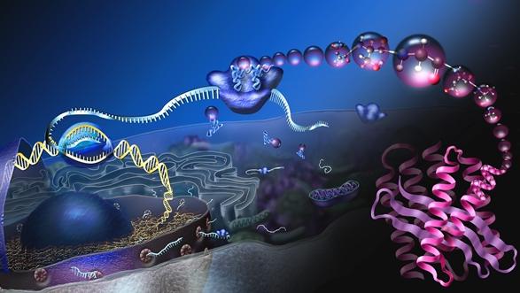 分子生物学（山东联盟-齐鲁工业大学）答案2023