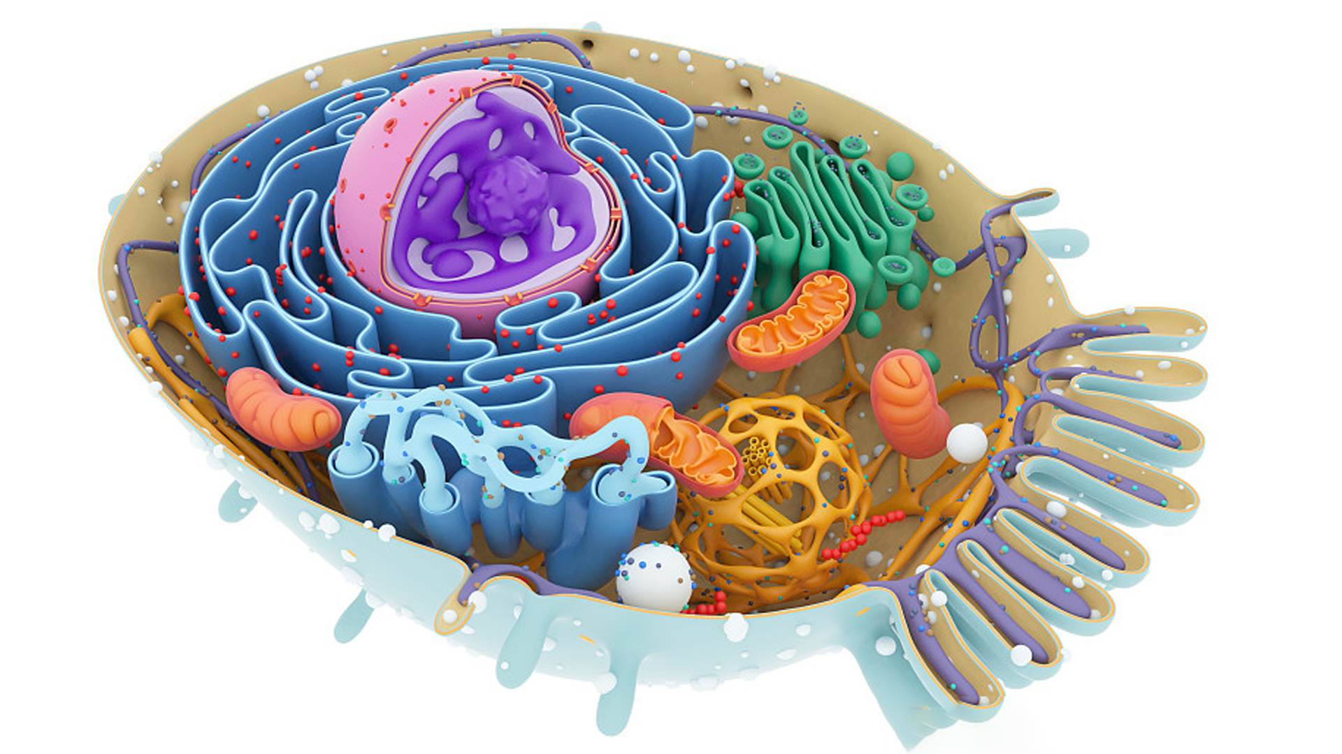 肾球旁复合体图片