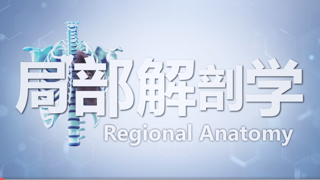 局部解剖学（青岛大学）章节测试课后答案2024春