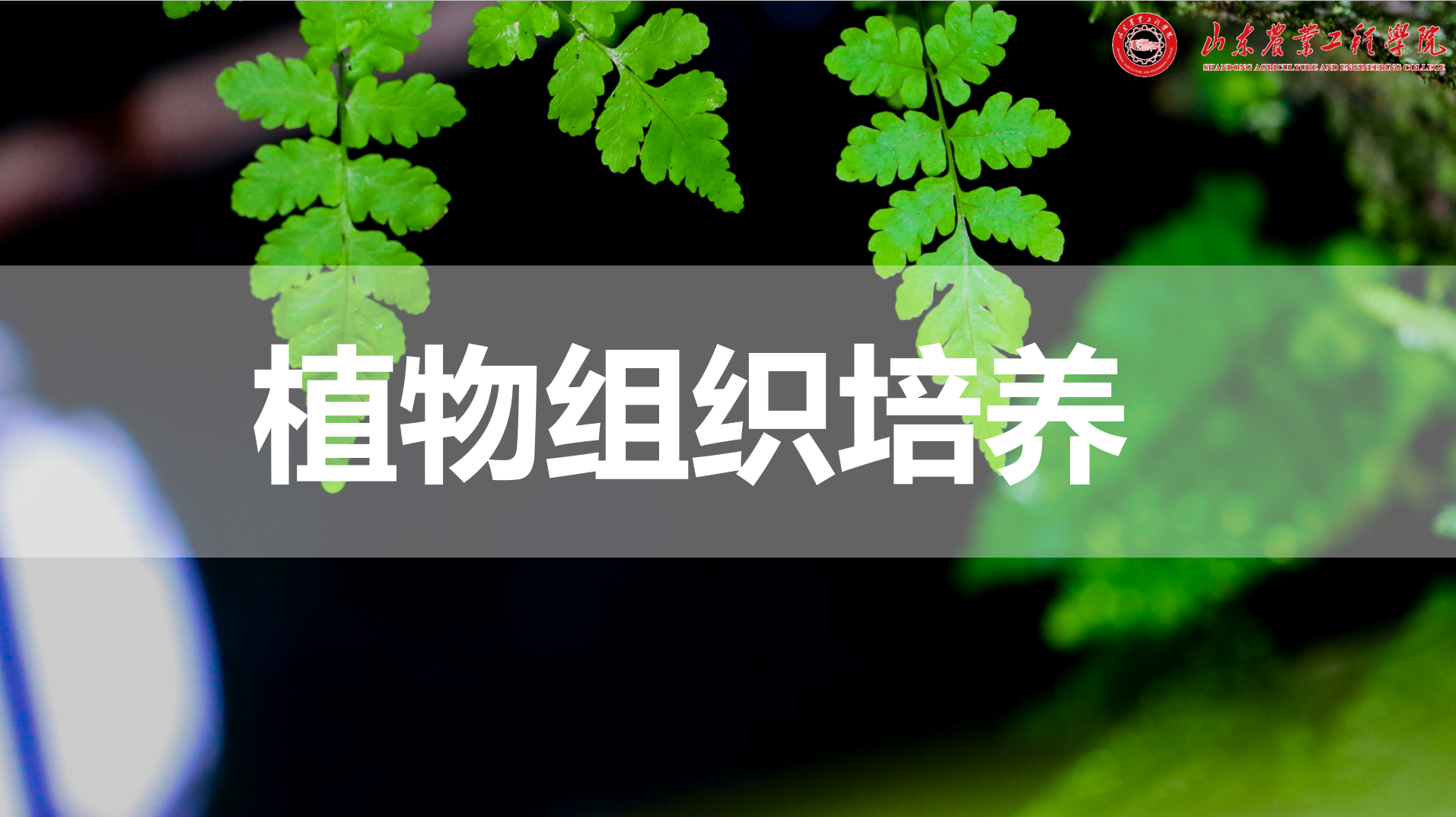 植物组织培养（山东联盟）章节测试课后答案2024春