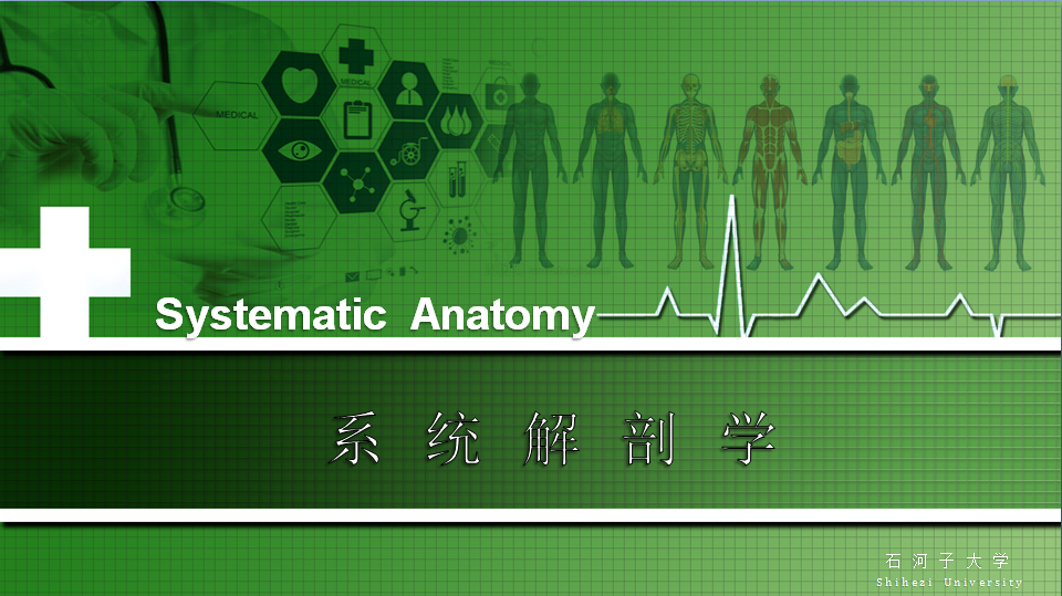 系统解剖学（石河子大学）章节测试课后答案2024春