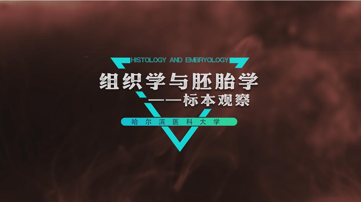 组织学与胚胎学——标本观察答案2023