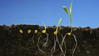 植物生理学（齐鲁师范学院）答案2023秋