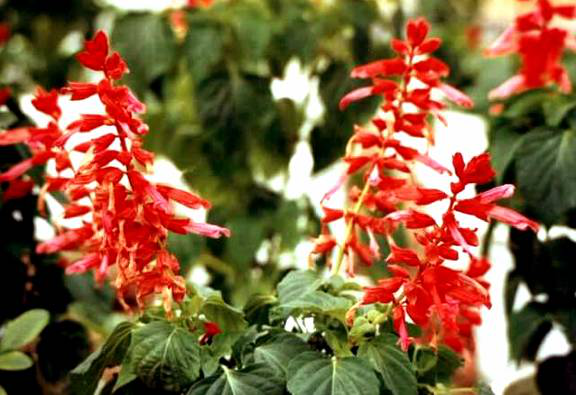 2021知到答案 热带观赏花卉学（海南联盟）2041683 最新智慧树满分章节测试答案