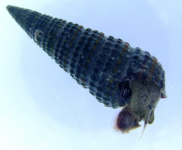 最新免费答案查询2020智慧树(知到)医学心理学