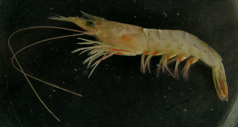 网课中外比较文学研究专题答案教程