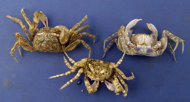 网课(湖南政工)党内法规知识答案_教程