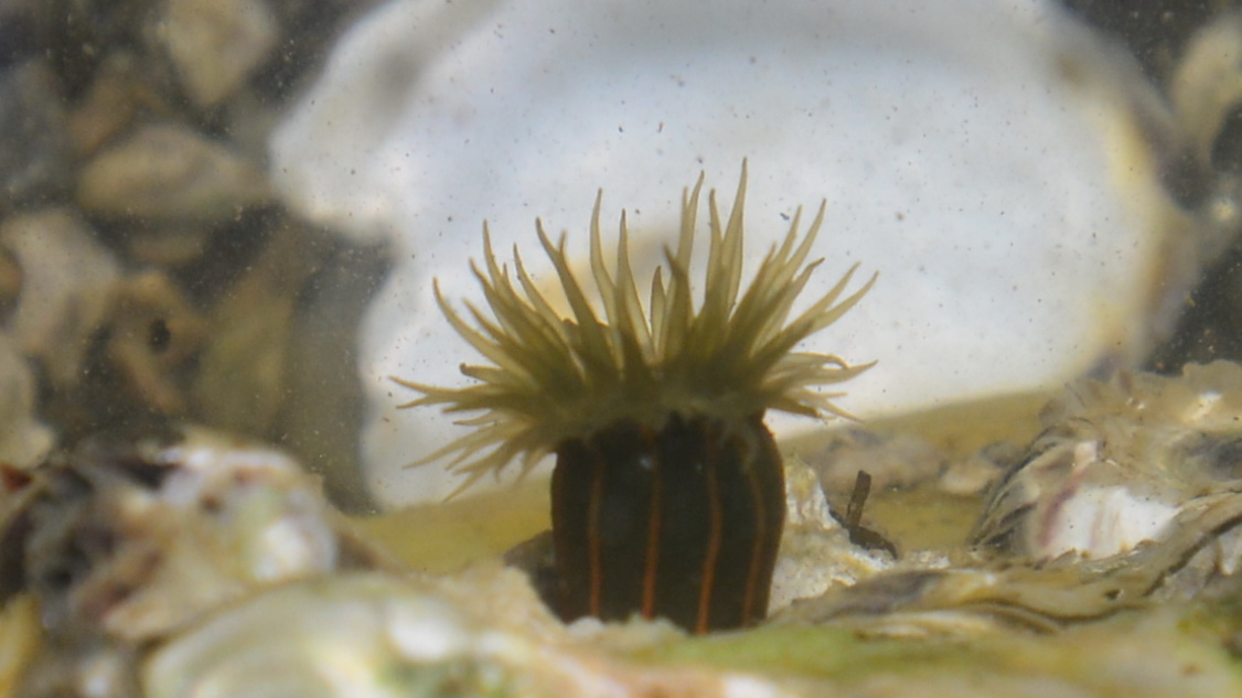 纵条矶海葵haliplanella lineata_003.jpg