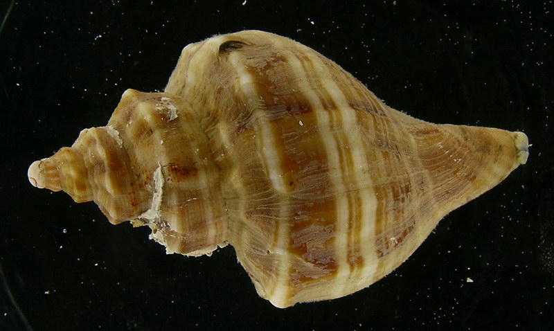 香螺Neptunea arthritica cumingii.jpg