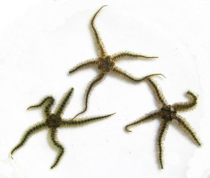 蜈蚣蛇尾海星图片
