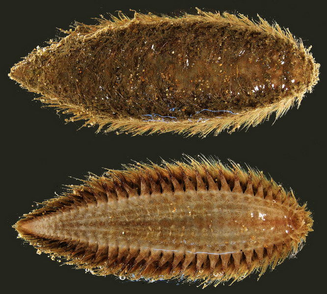 澳洲鳞沙蚕aphrodita australis.jpg