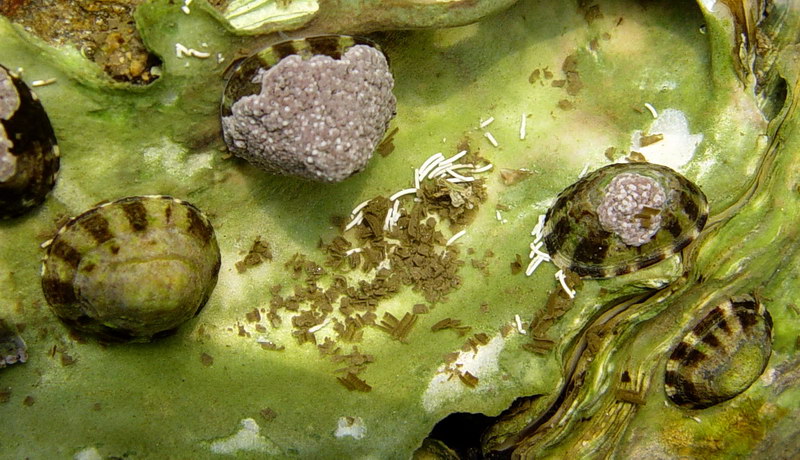 矮拟帽贝Patelloida pygmaea.jpg
