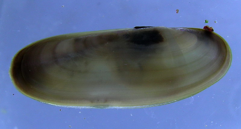 薄荚蛏Siliqua pulchella.jpg