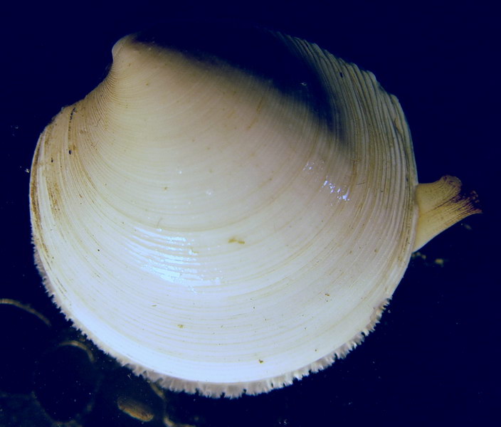 日本镜蛤Dosinis (Phacosoma) japonica.jpg