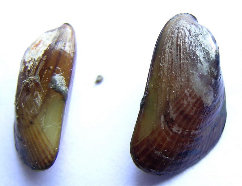 凸壳肌蛤musculus senhousia.jpg
