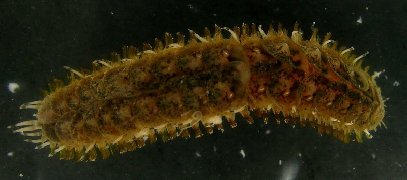 短毛海鳞虫Halosydna brevisetosa.jpg
