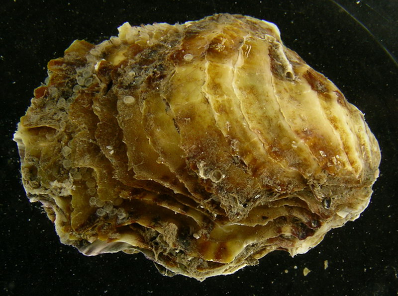 密鳞牡蛎Ostrea denselamellosa.jpg