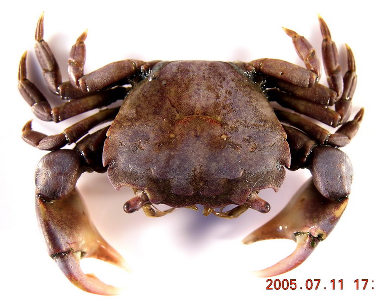 选项:a:肉球近方蟹hemigrapsus sanguineusb:绒毛近方蟹hemigrapsus