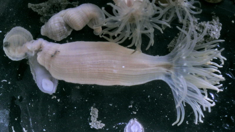 2022知到答案动物学海滨实习山东联盟最新知到智慧树满分章节测试答案