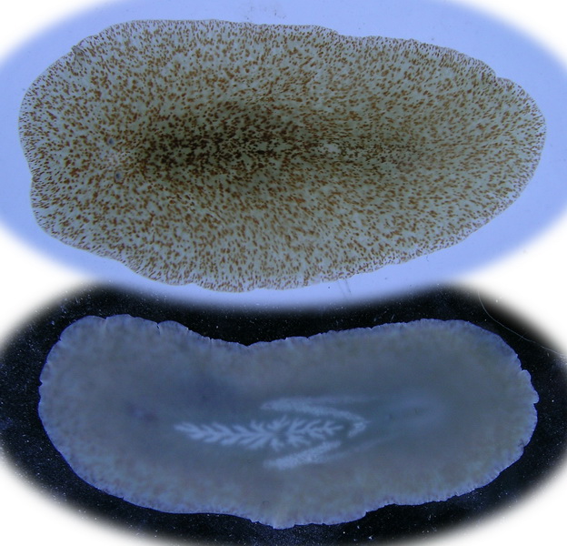 网平角涡虫Planocera reticulata.jpg