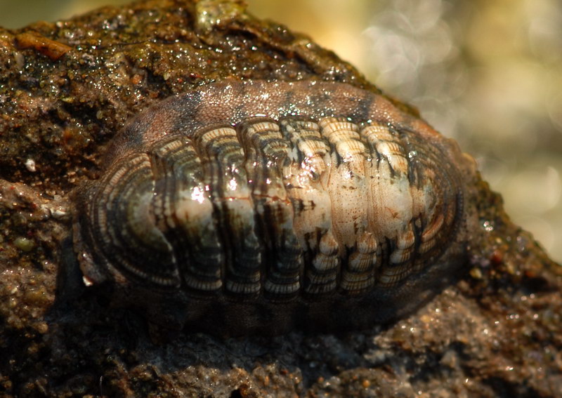 函馆锉石鳖 ischnochiton hakodadensis.jpg