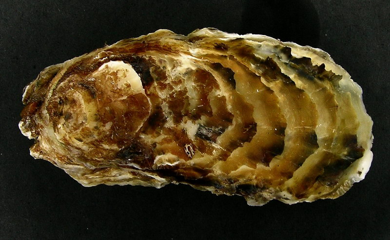 长巨牡蛎Crassostrea gigas.jpg