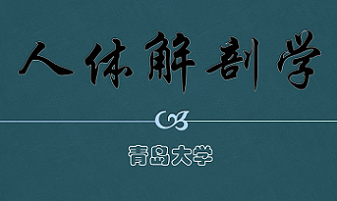 知到答案人体解剖学（山东联盟）智慧树答案_2022年