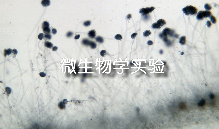 微生物学实验章节测试课后答案2024秋