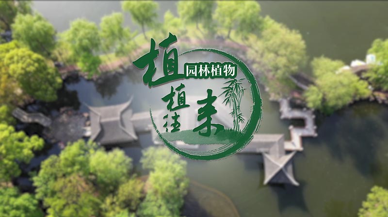 植来植往——园林植物章节测试课后答案2024春