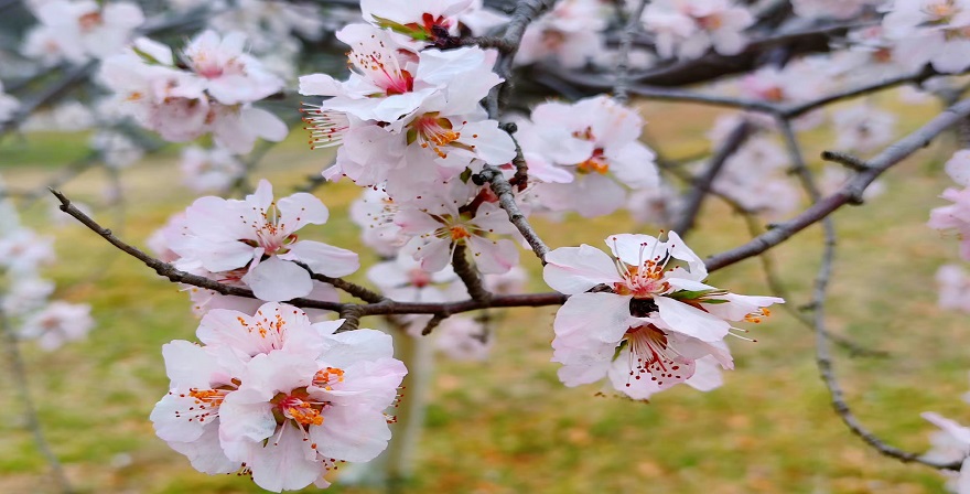 植物学实验章节测试课后答案2024春