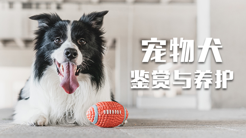 宠物犬鉴赏与养护答案2023秋