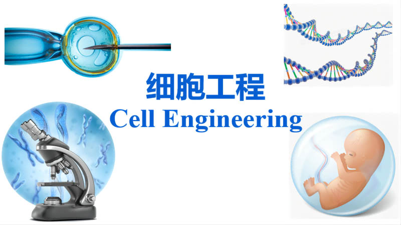 细胞工程期末考试答案题库2024秋