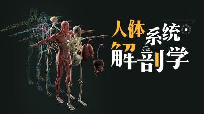 人体系统解剖学—智慧树网
