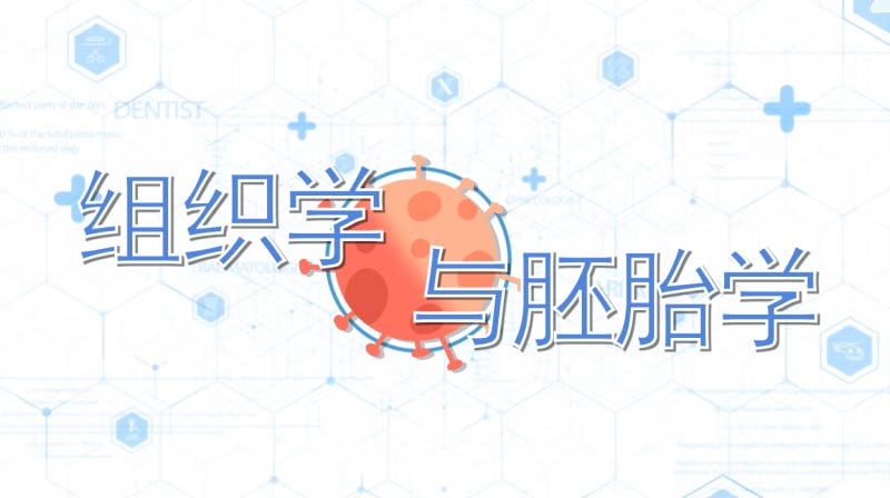 组织学与胚胎学期末考试答案题库2024秋