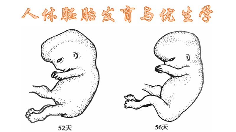 人体胚胎发育与优生学（山东联盟）章节测试课后答案2024春