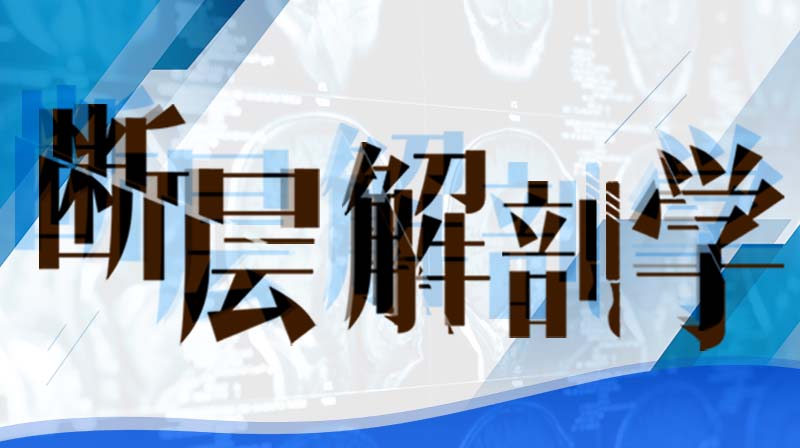 断层解剖学章节测试课后答案2024秋