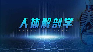 人体解剖学章节测试课后答案2024春