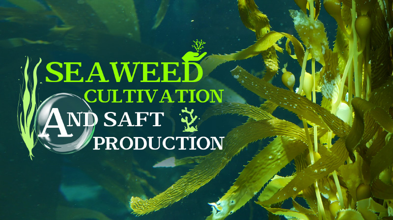 Seaweed Cultivation and Safe Production章节测试课后答案2024春