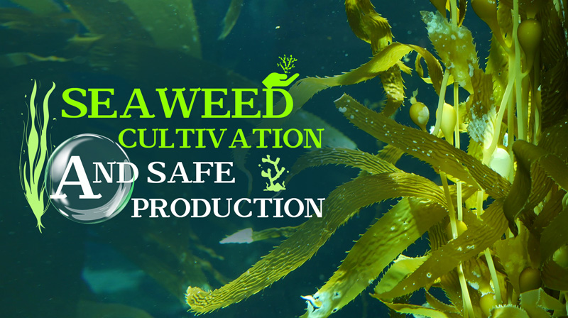 Seaweed Cultivation and Safe Production期末答案和章节题库2024春