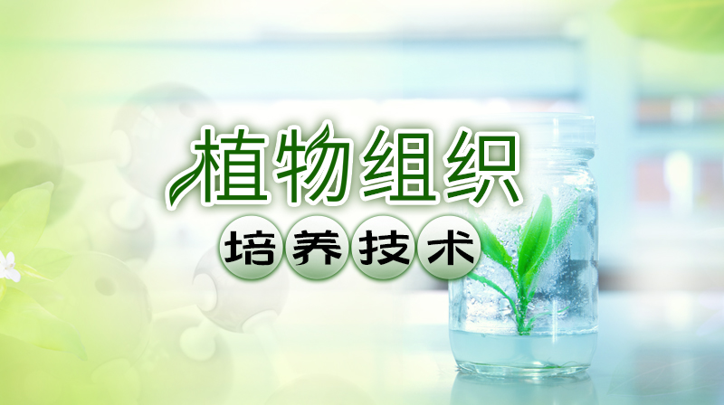 植物组织培养技术章节测试课后答案2024秋