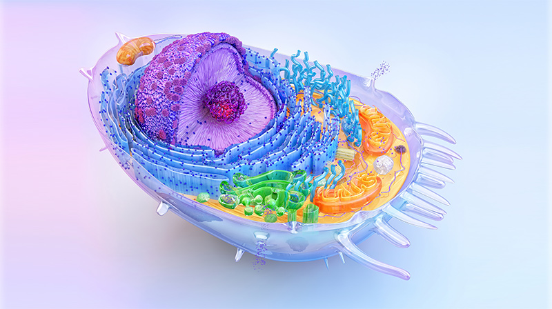 细胞生物学章节测试课后答案2024秋