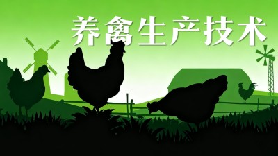 养禽生产技术—智慧树网